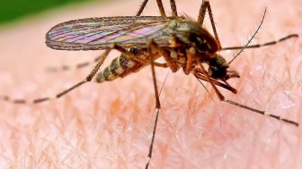 Evde Sivrisinek Kovucu Nasıl Yapılır?
