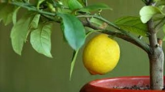 Aşısız Limon Meyve Verir mi?