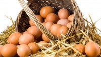 Köy Yumurtası Nasıl Anlaşılır?