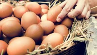 Yumurtanın Taze Olduğunu Nasıl Anlarız?
