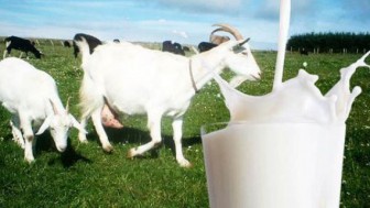 Keçi Sütü Nasıl Mayalanır?