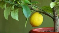 Aşısız Limon Meyve Verir mi?
